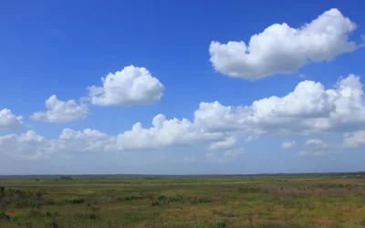 Paynes Prairie Preserve State Park: Exploring Florida’s Unique Natural Haven